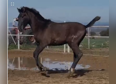 PRE, Wallach, 1 Jahr, 150 cm, Schimmel
