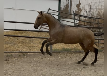 PRE Mix, Wallach, 1 Jahr, 157 cm, Falbe