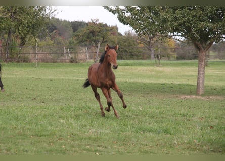 PRE Mix, Wallach, 1 Jahr, 164 cm, Brauner