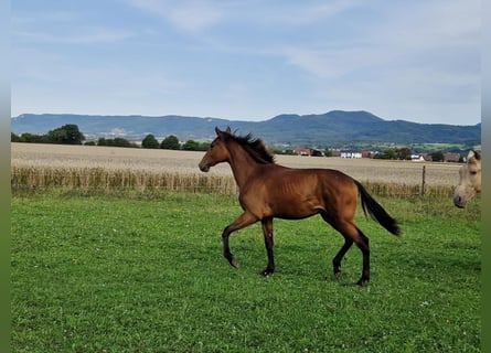 PRE Mix, Wallach, 1 Jahr, 165 cm, Brauner