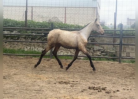 PRE, Wallach, 1 Jahr, Falbe