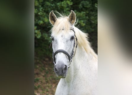 PRE, Wallach, 20 Jahre, 165 cm, Schimmel