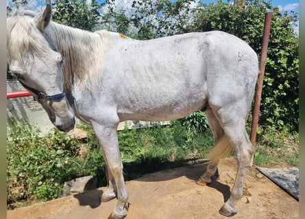 PRE Mix, Wallach, 21 Jahre, 159 cm, Schimmel