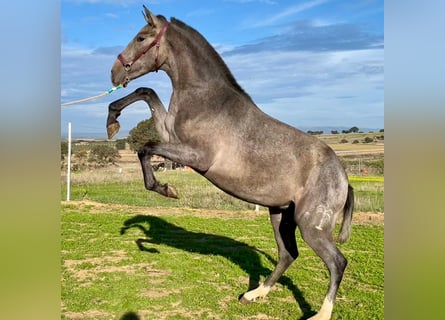 PRE Mix, Wallach, 2 Jahre, 153 cm, Schimmel