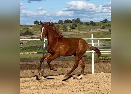 PRE Mix, Wallach, 2 Jahre, 159 cm, Fuchs