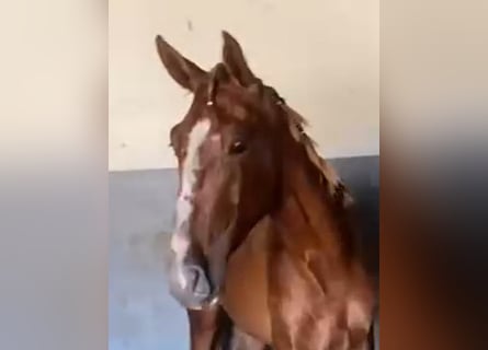 PRE, Wallach, 2 Jahre, 160 cm, Fuchs