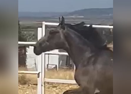 PRE, Wallach, 2 Jahre, 160 cm, Schimmel
