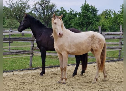 PRE, Wallach, 2 Jahre, 161 cm, Perlino