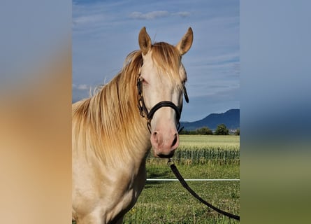 PRE, Wallach, 2 Jahre, 161 cm, Perlino