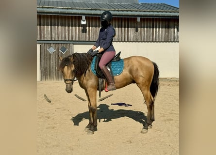 PRE Mix, Wallach, 3 Jahre, 150 cm, Buckskin