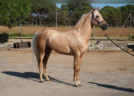 PRE Mix, Wallach, 3 Jahre, 150 cm, Palomino