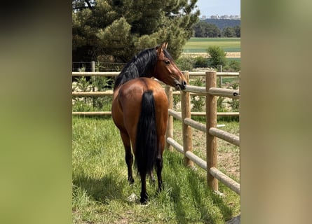 PRE Mix, Wallach, 3 Jahre, 152 cm, Brauner
