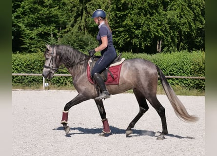 PRE, Wallach, 3 Jahre, 155 cm, Blauschimmel