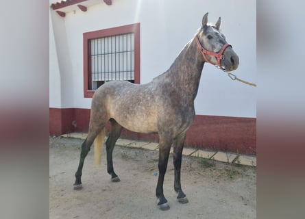 PRE, Wallach, 3 Jahre, 155 cm