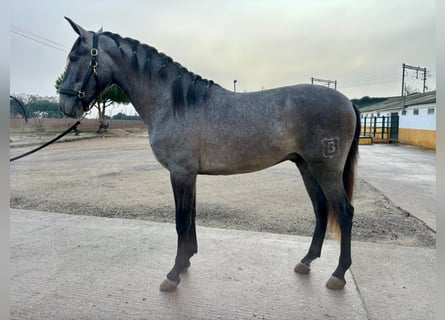 PRE Mix, Wallach, 3 Jahre, 158 cm, Apfelschimmel