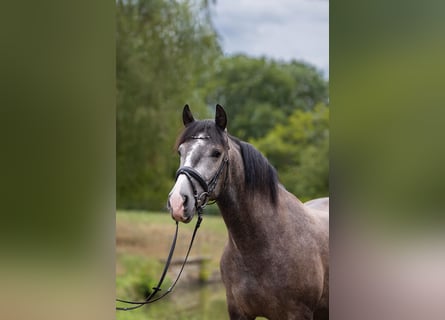 PRE Mix, Wallach, 3 Jahre, 158 cm, Schimmel