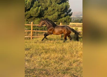PRE Mix, Wallach, 3 Jahre, 160 cm, Dunkelbrauner