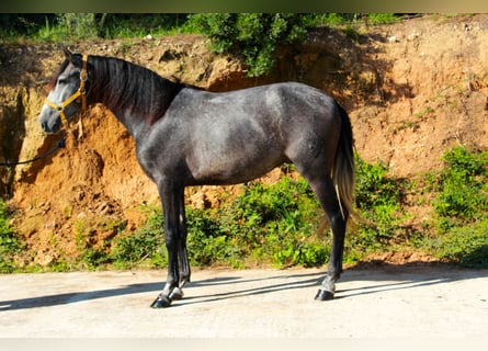 PRE Mix, Wallach, 3 Jahre, 160 cm, Schimmel