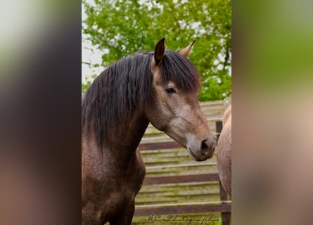 PRE, Wallach, 3 Jahre, 160 cm, Schimmel