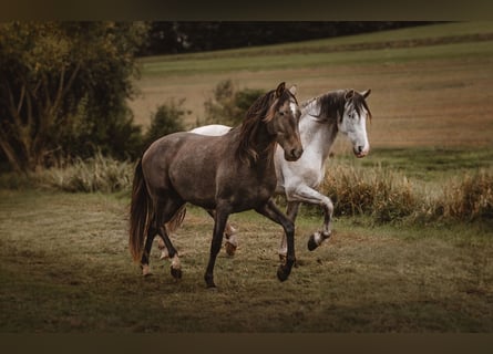 PRE Mix, Wallach, 3 Jahre, 160 cm, Schimmel