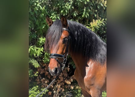 PRE Mix, Wallach, 3 Jahre, 163 cm, Brauner