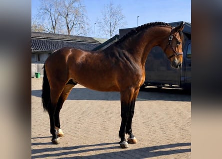 PRE, Wallach, 3 Jahre, 163 cm, Brauner