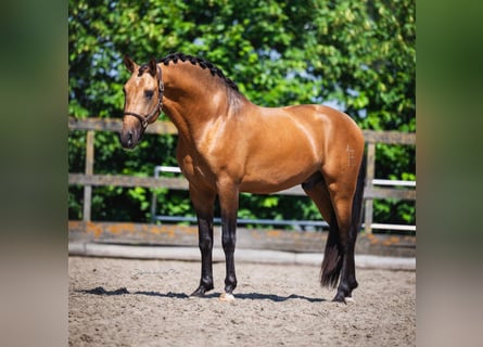 PRE, Wallach, 3 Jahre, 163 cm, Buckskin