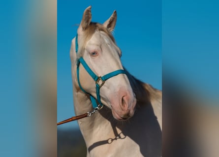 PRE Mix, Wallach, 3 Jahre, 163 cm, Cremello