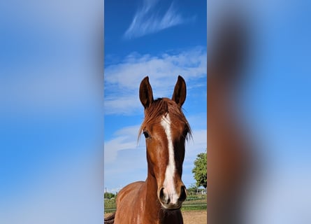 PRE Mix, Wallach, 3 Jahre, 163 cm, Fuchs