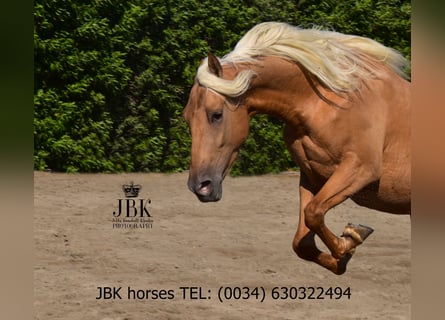 PRE Mix, Wallach, 3 Jahre, 163 cm, Palomino