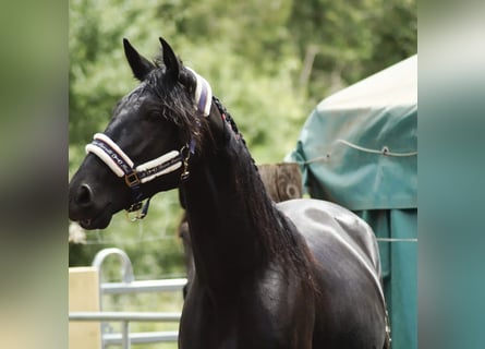 PRE Mix, Wallach, 3 Jahre, 163 cm, Rappe