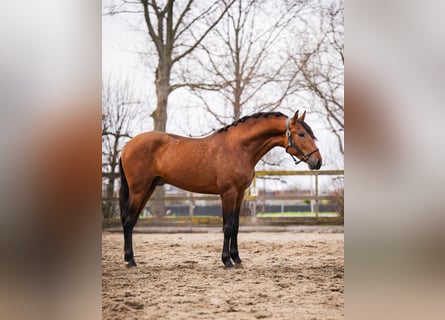 PRE, Wallach, 3 Jahre, 163 cm, Roan-Bay