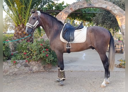PRE Mix, Wallach, 3 Jahre, 163 cm, Schimmel