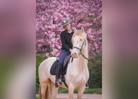 PRE Mix, Wallach, 3 Jahre, 164 cm, Cremello