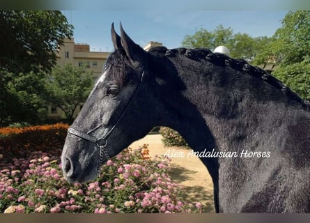 PRE Mix, Wallach, 3 Jahre, 164 cm, Schimmel