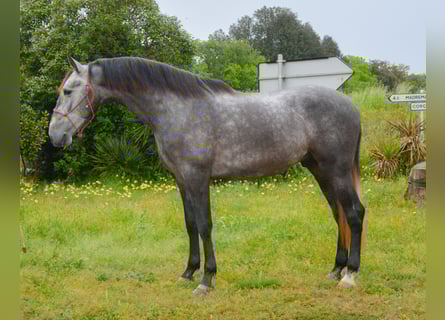 PRE Mix, Wallach, 3 Jahre, 165 cm, Apfelschimmel