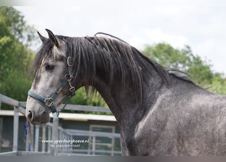 PRE, Wallach, 3 Jahre, 168 cm, Blauschimmel