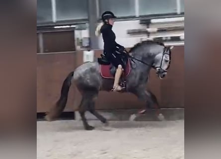 PRE Mix, Wallach, 4 Jahre, 153 cm, Schimmel