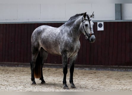 PRE Mix, Wallach, 4 Jahre, 153 cm, Schimmel