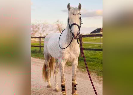 PRE Mix, Wallach, 4 Jahre, 155 cm, Apfelschimmel