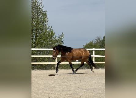 PRE Mix, Wallach, 4 Jahre, 155 cm, Falbe
