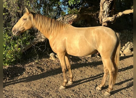 PRE, Wallach, 4 Jahre, 155 cm, Pearl