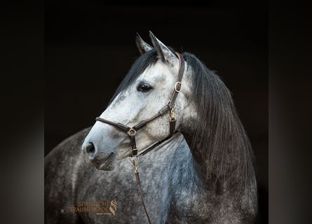 PRE, Wallach, 4 Jahre, 155 cm, Schimmel