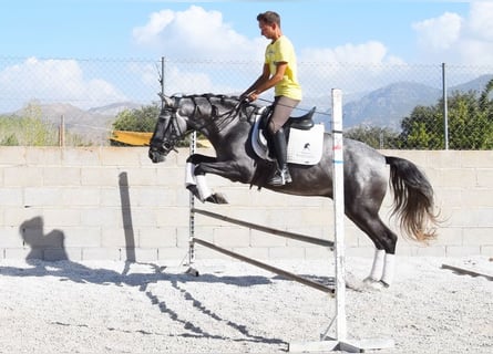 PRE, Wallach, 4 Jahre, 155 cm, Schimmel