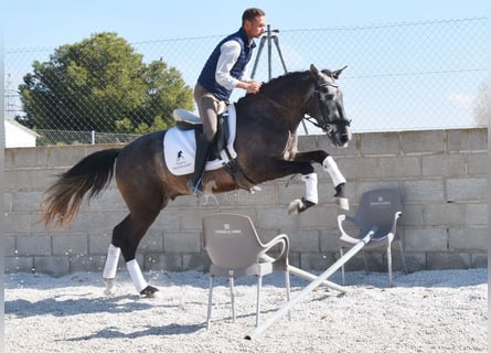 PRE, Wallach, 4 Jahre, 155 cm, Schimmel