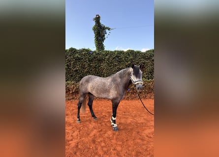 PRE Mix, Wallach, 4 Jahre, 156 cm, Apfelschimmel