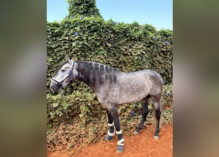 PRE Mix, Wallach, 4 Jahre, 156 cm, Apfelschimmel