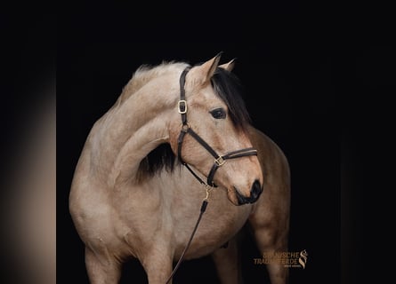 PRE Mix, Wallach, 4 Jahre, 156 cm, Falbe