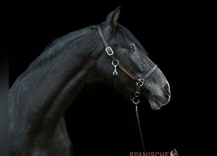 PRE, Wallach, 4 Jahre, 156 cm, Rappschimmel