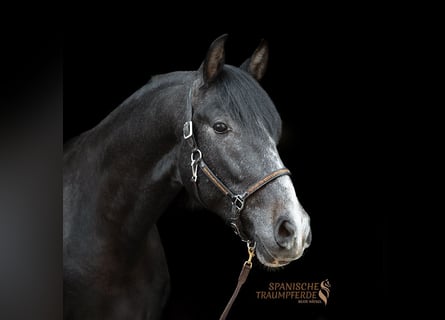 PRE, Wallach, 4 Jahre, 156 cm, Rappschimmel